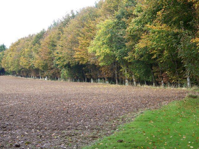Autumn Colour, Tarrant Gunville A stand of beech trees turning to wonderful autumn colours.