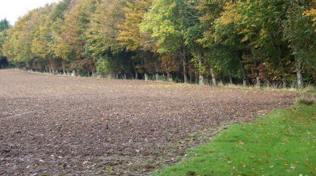 Autumn Colour, Tarrant Gunville A stand of beech trees turning to wonderful autumn colours.