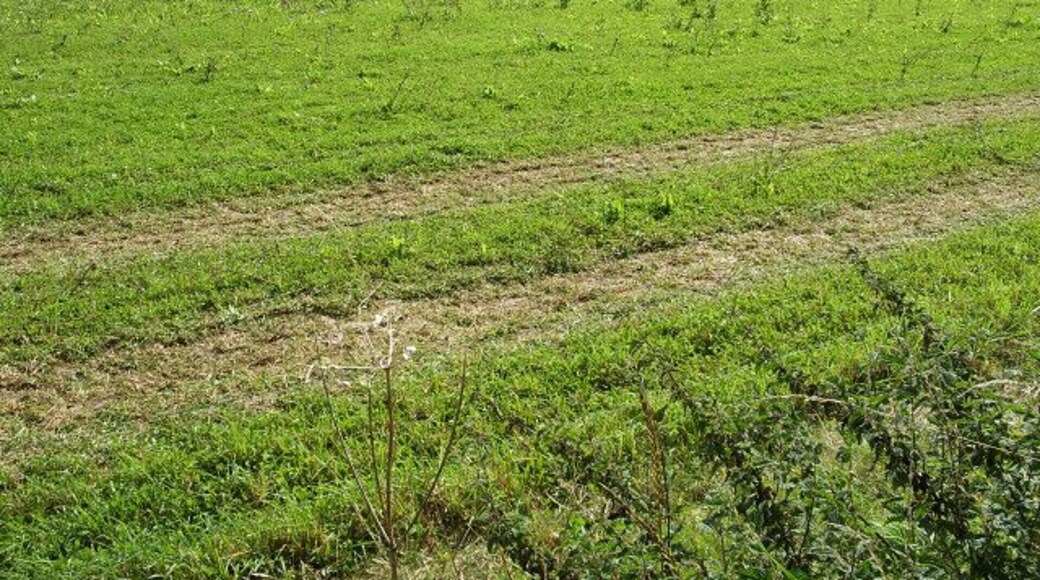 Launceston Down (2) This is a view to the east from a bridleway across Launceston Down.