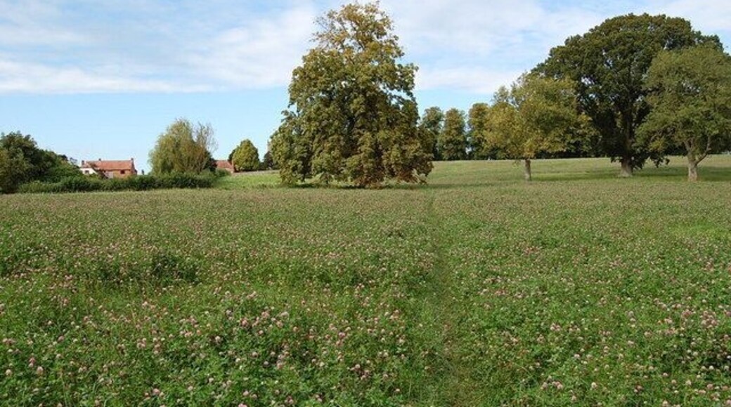 Footpath through clover, Child Okeford, Dorset