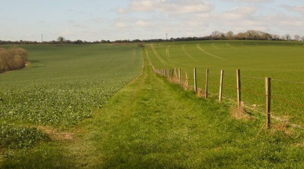Track and Bridleway merge The track and separate bridleway on the map have merged in reality. Oil seed rape on the left, wheat on the right.