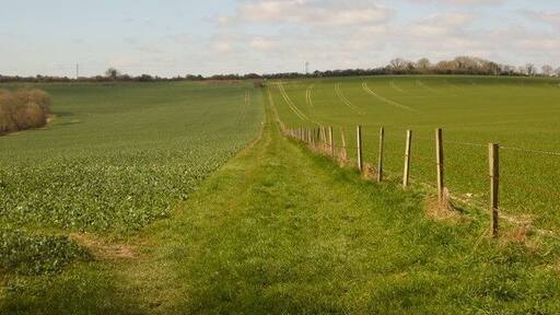 Track and Bridleway merge The track and separate bridleway on the map have merged in reality. Oil seed rape on the left, wheat on the right.