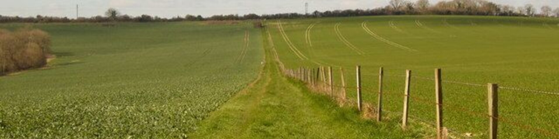 Track and Bridleway merge The track and separate bridleway on the map have merged in reality. Oil seed rape on the left, wheat on the right.