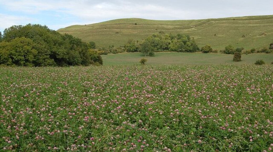 Fields of clover near Hambledon Hill, Dorset