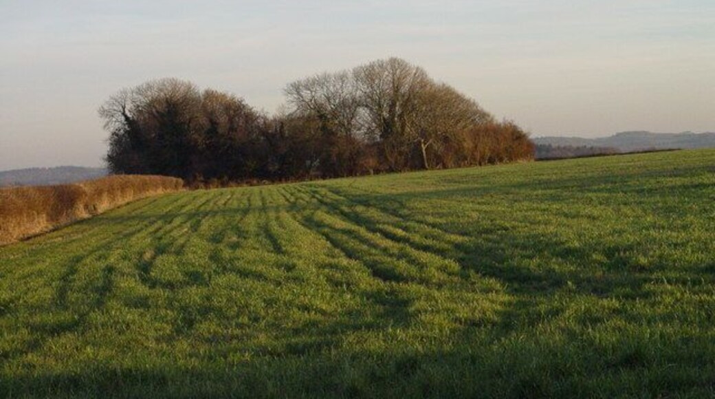 Clump near South Farm This small clump of trees is isolated by arable farmland