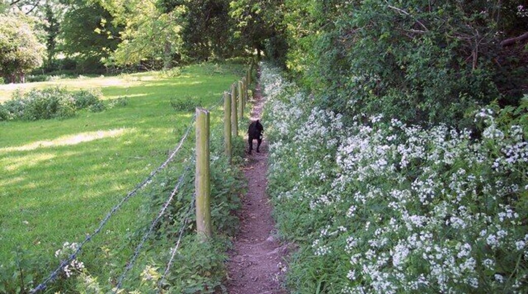 Bridleway near Minchington