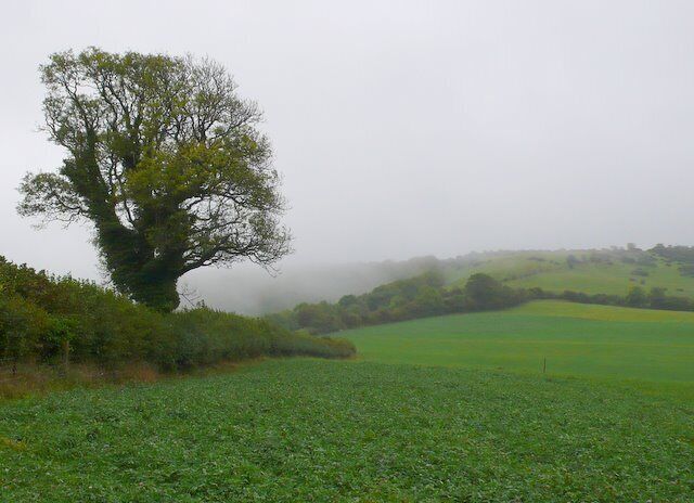 Misty day on Woolland Hill A view up the hill from just beside the road that runs from Woolland up to Bulbarrow.