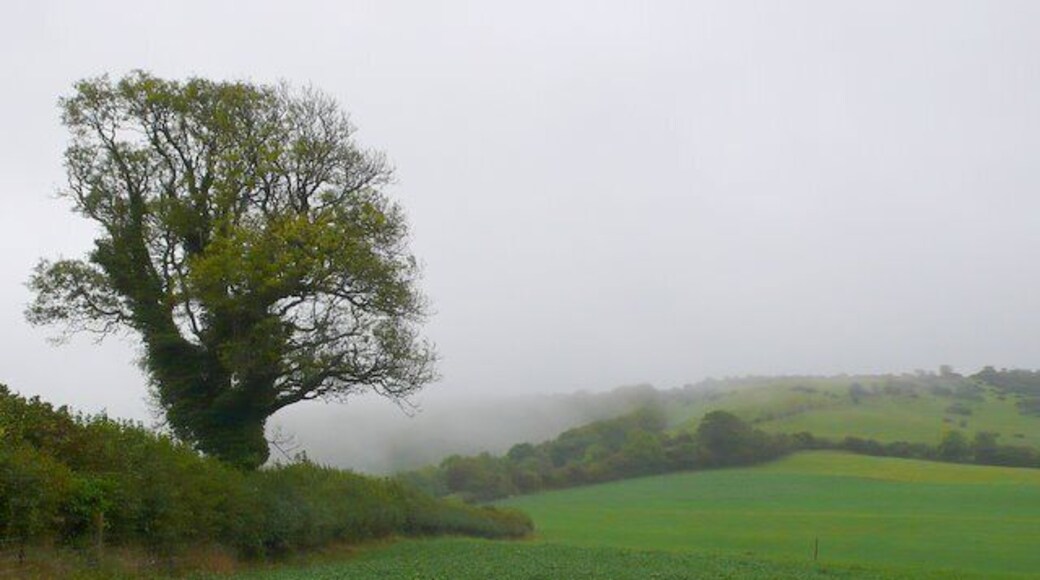 Misty day on Woolland Hill A view up the hill from just beside the road that runs from Woolland up to Bulbarrow.