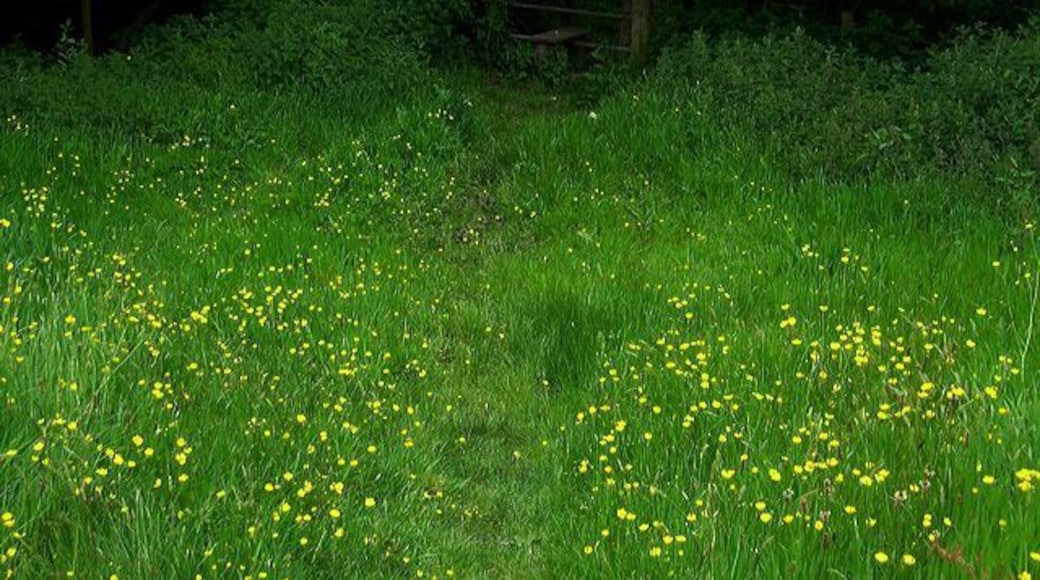 Lawsbrook field, Shillingstone, Dorset. The public footpath across Lawsbrook has a small railway sleeper bridge across the tiny Lawsbrook stream at its north end. If you walk across Lawsbrook, please don't allow your dogs to run over the grass nor to foul it - it is intended to be eaten by other animals.
