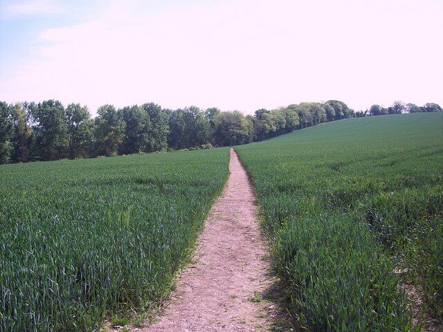 Bridleway across wheat field near Farnham The route is part of the Jubilee Trail.