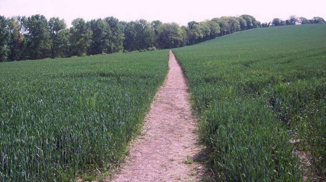 Bridleway across wheat field near Farnham The route is part of the Jubilee Trail.
