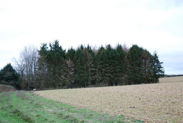 Small copse opposite Westley Wood