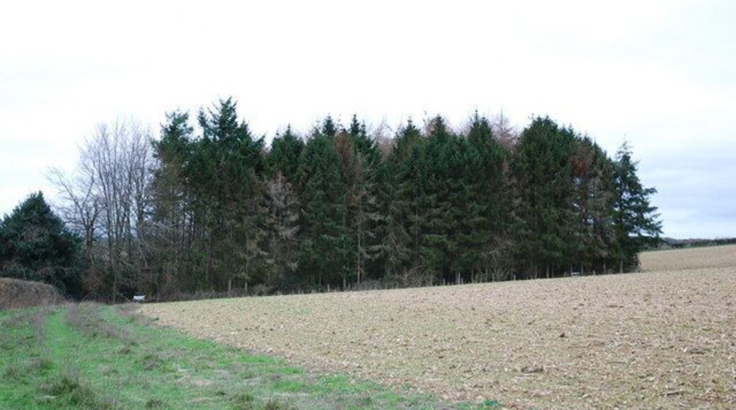 Small copse opposite Westley Wood