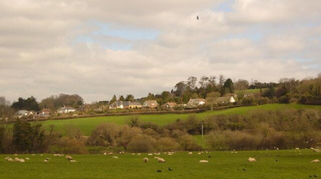 Flood-plain grazing Sheep graze on the flood-plain of the River Stour. The houses in the background are in Stourpaine.