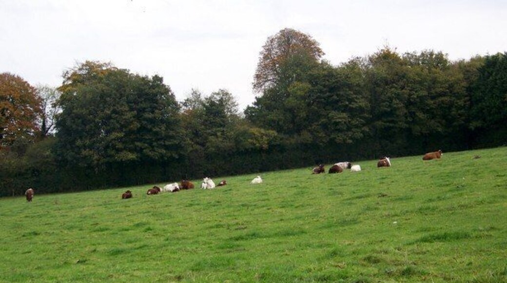 Cattle near Home Farm Cattle grazing beside the Jubilee Trail as the bridleway heads past Home Farm.