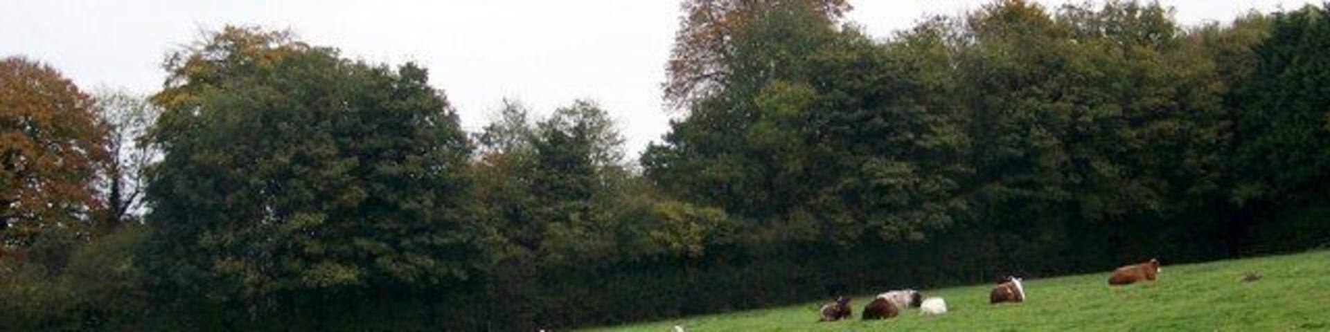 A grassy field with cows grazing, trees in the background, and a cloudy sky.