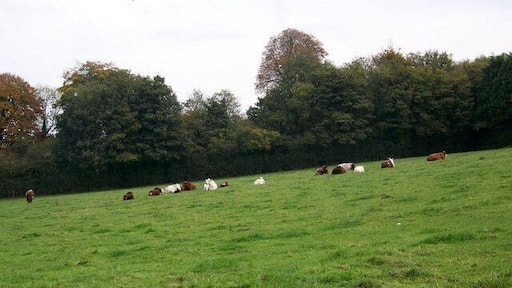 Cattle near Home Farm Cattle grazing beside the Jubilee Trail as the bridleway heads past Home Farm.
