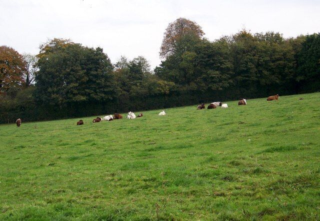 A grassy field with cows grazing, trees in the background, and a cloudy sky.