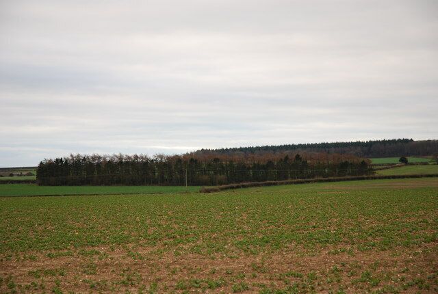 A flat agricultural field with a line of trees in the distance.