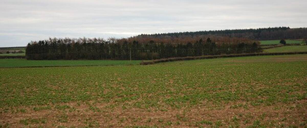 A flat agricultural field with a line of trees in the distance.