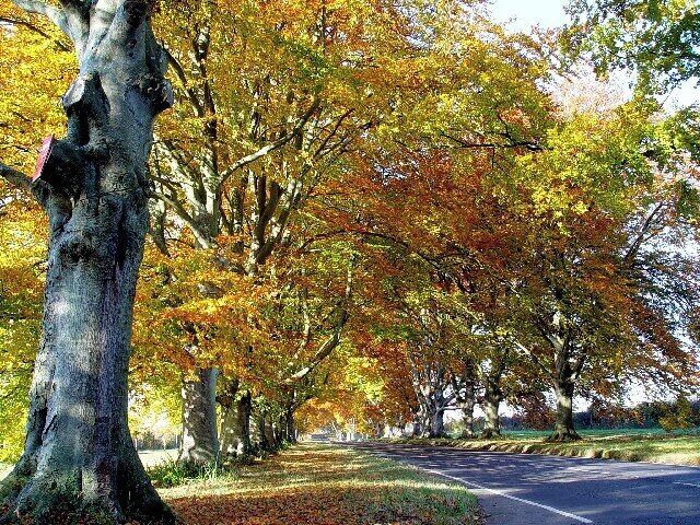 Beech Avenue near Kingston Lacy.
