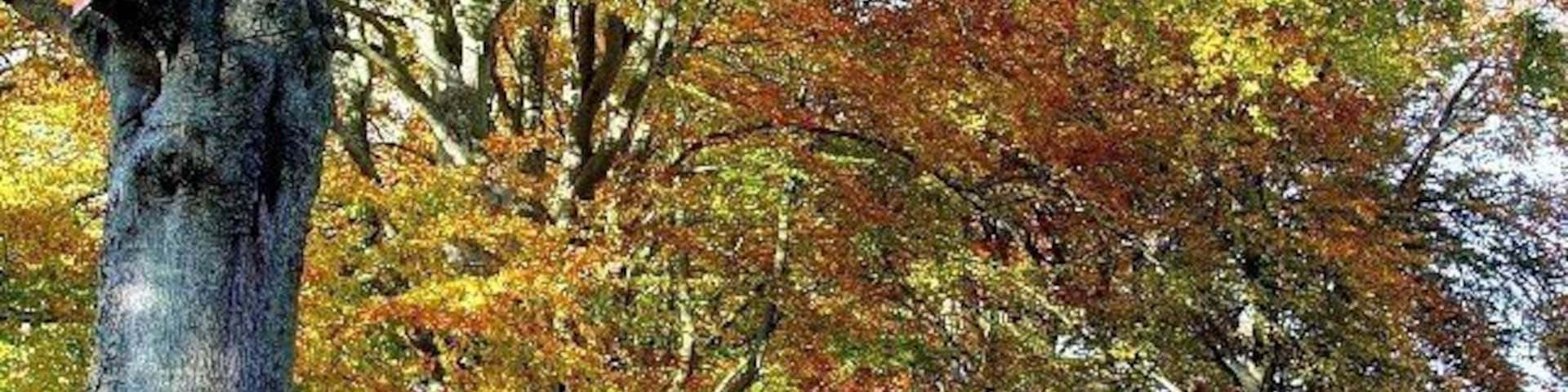 Beech Avenue near Kingston Lacy.