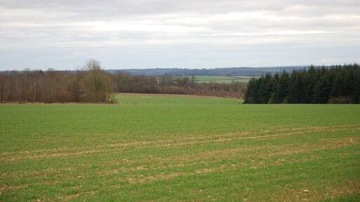Monkton Common Lower - between the coppices Weekley Coppice (east) on the right and Chetterwood on the left.