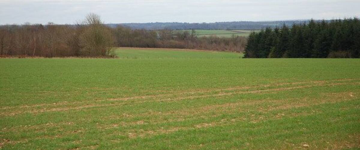 A green field with a line of trees in the distance and a cloudy sky.