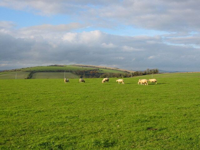 Sheep grazing View towards Hod Hill.