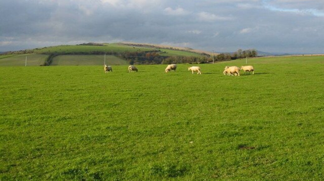 Sheep grazing View towards Hod Hill.