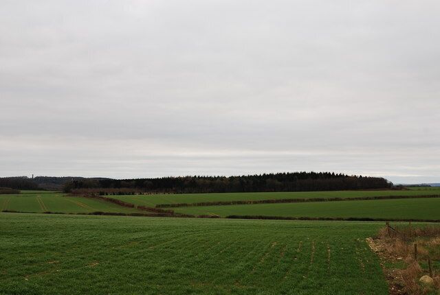 View towards Little Almer Wood Taken from Field Dairy, the third dairy down this lane.