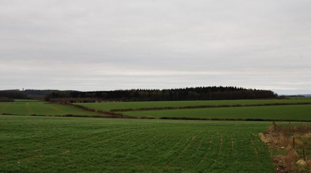 View towards Little Almer Wood Taken from Field Dairy, the third dairy down this lane.