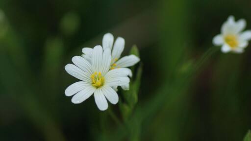 I took this just as the hailstorm began! Ashley Wood nature reserve, Blandford, Dorset.