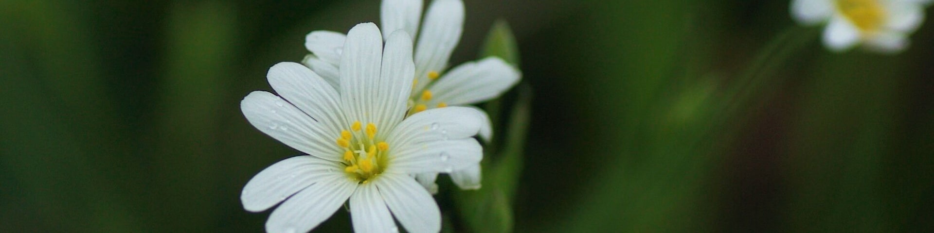 I took this just as the hailstorm began! Ashley Wood nature reserve, Blandford, Dorset.