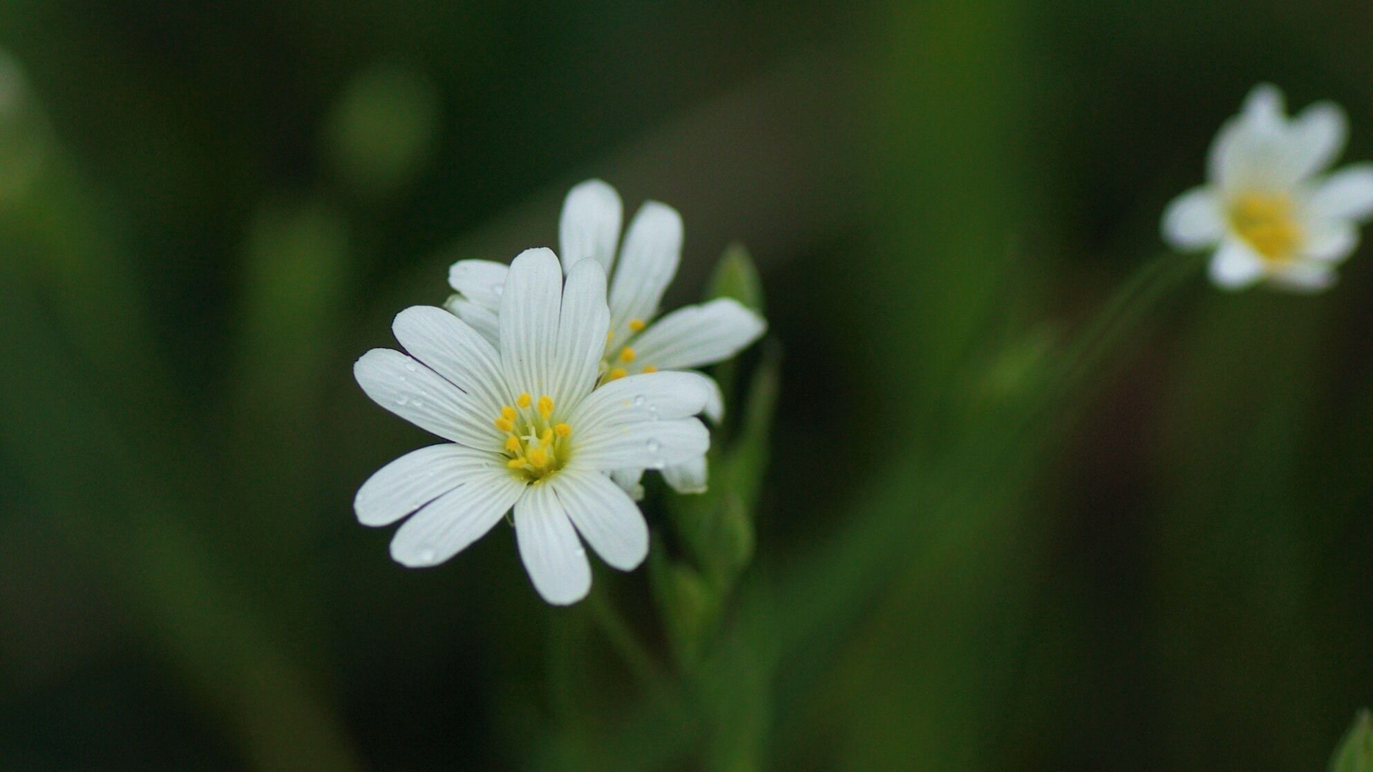 A close-up of a white flower with yellow center, surrounded by green foliage.