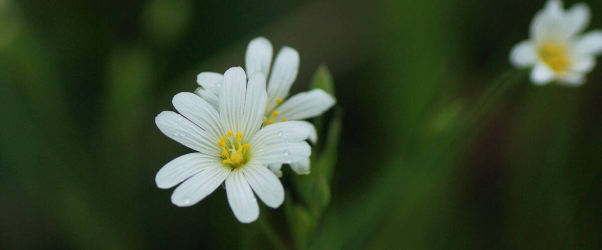 A close-up of a white flower with yellow center, surrounded by green foliage.