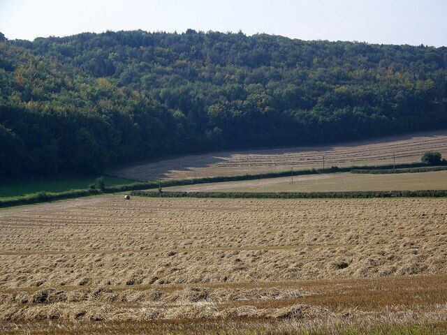 Paisaje rural con campos en terrazas y una colina boscosa al fondo.