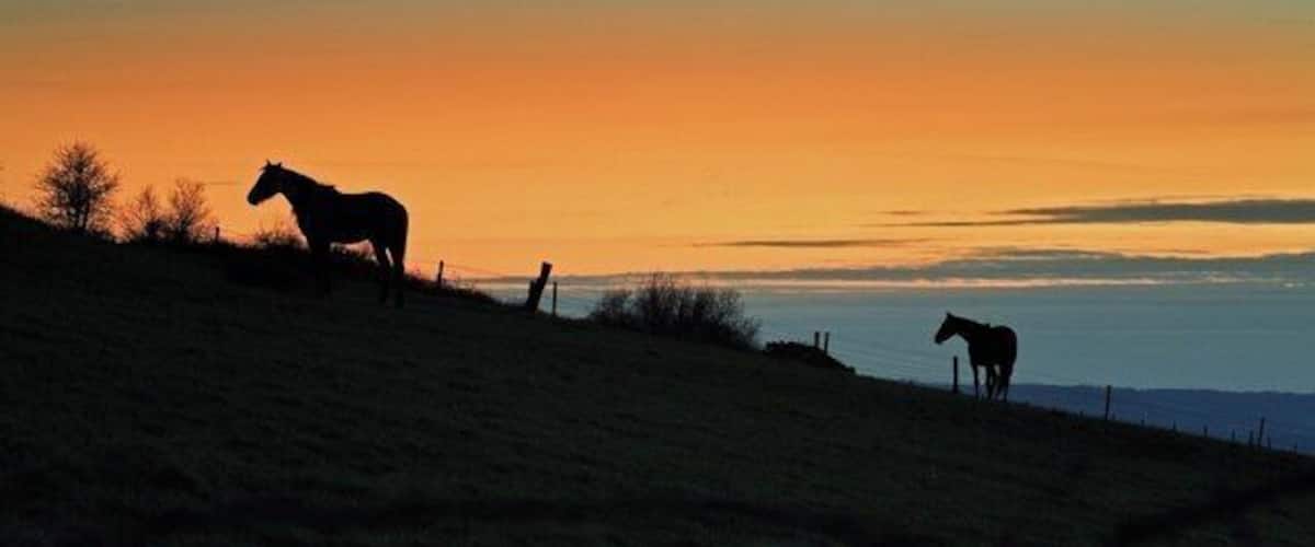 A sunset over a grassy hill with two horses.