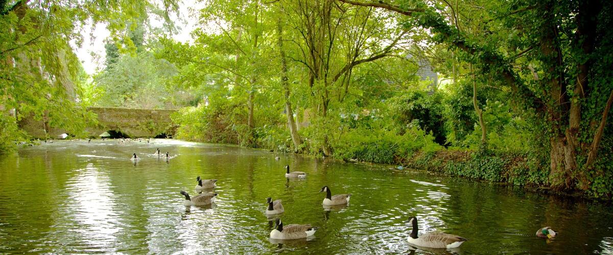 Waltham Abbey which includes a garden, bird life and forests