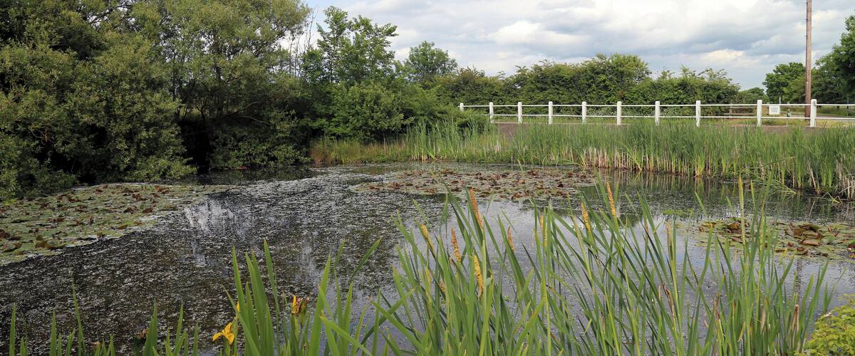 A pond with lily pads and tall grasses, surrounded by trees and a white fence.