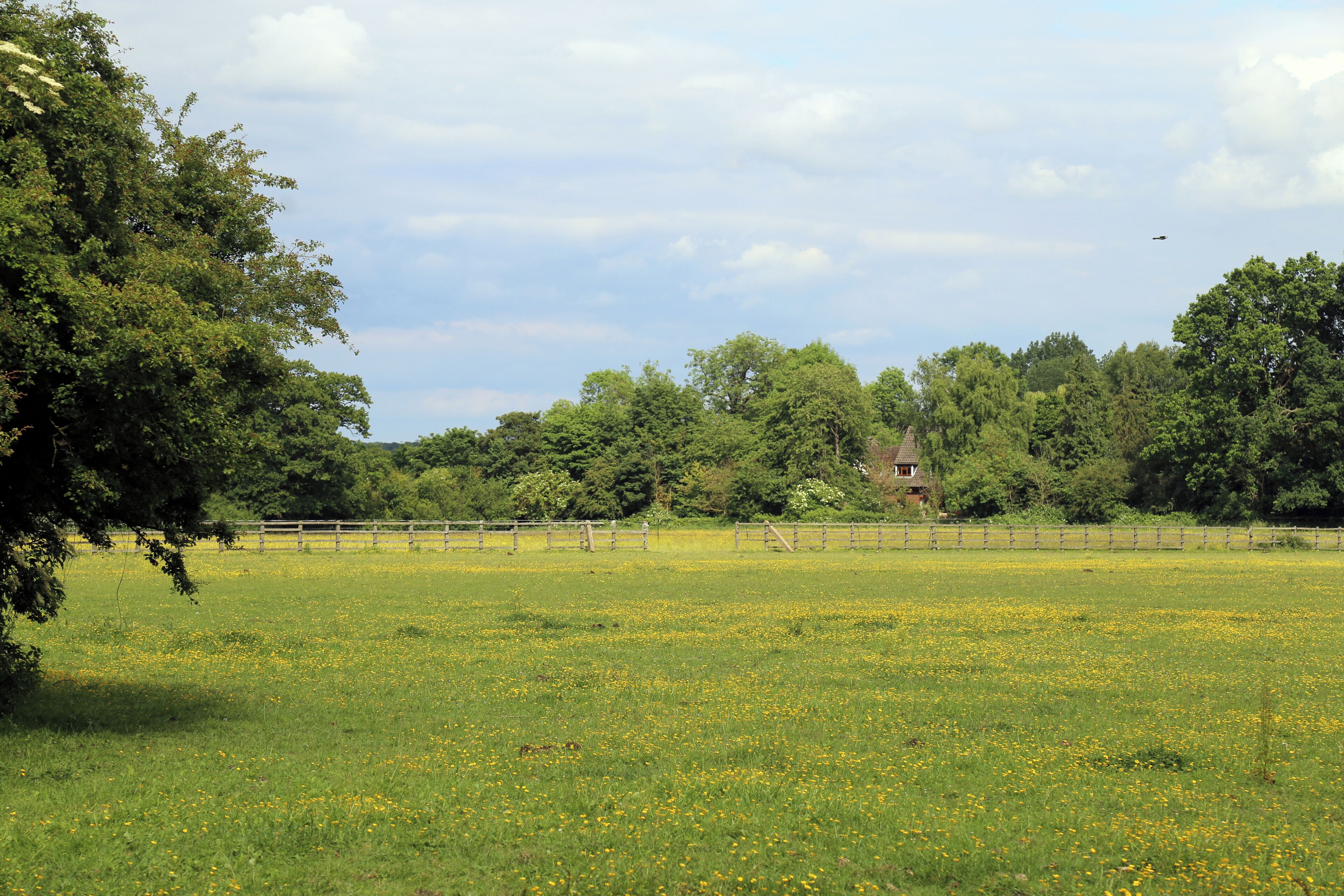 A grass and buttercup fenced enclosure with house with trees in Nazeing, Essex, England