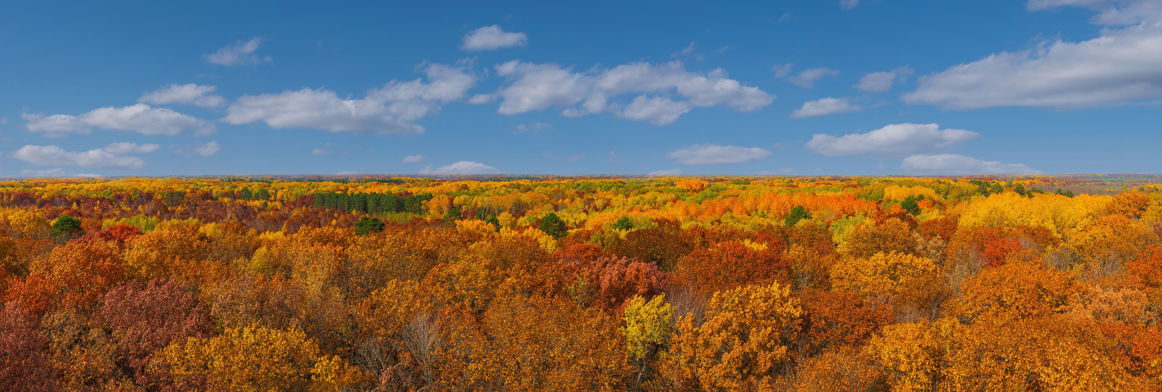 Aerial view from St. Croix  state park Minnesota firewatcher tower of Autumn orange, red, yellow trees leaves and blue sky and white clouds panorama