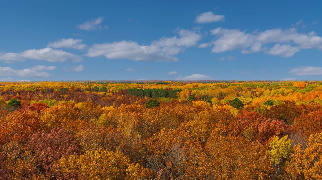 Aerial view from St. Croix state park Minnesota firewatcher tower of Autumn orange, red, yellow trees leaves and blue sky and white clouds panorama