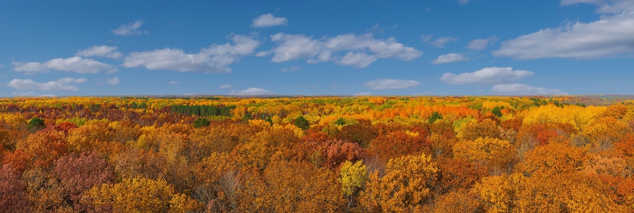 Aerial view from St. Croix state park Minnesota firewatcher tower of Autumn orange, red, yellow trees leaves and blue sky and white clouds panorama
