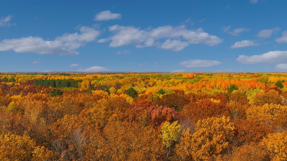 Aerial view from St. Croix state park Minnesota firewatcher tower of Autumn orange, red, yellow trees leaves and blue sky and white clouds panorama