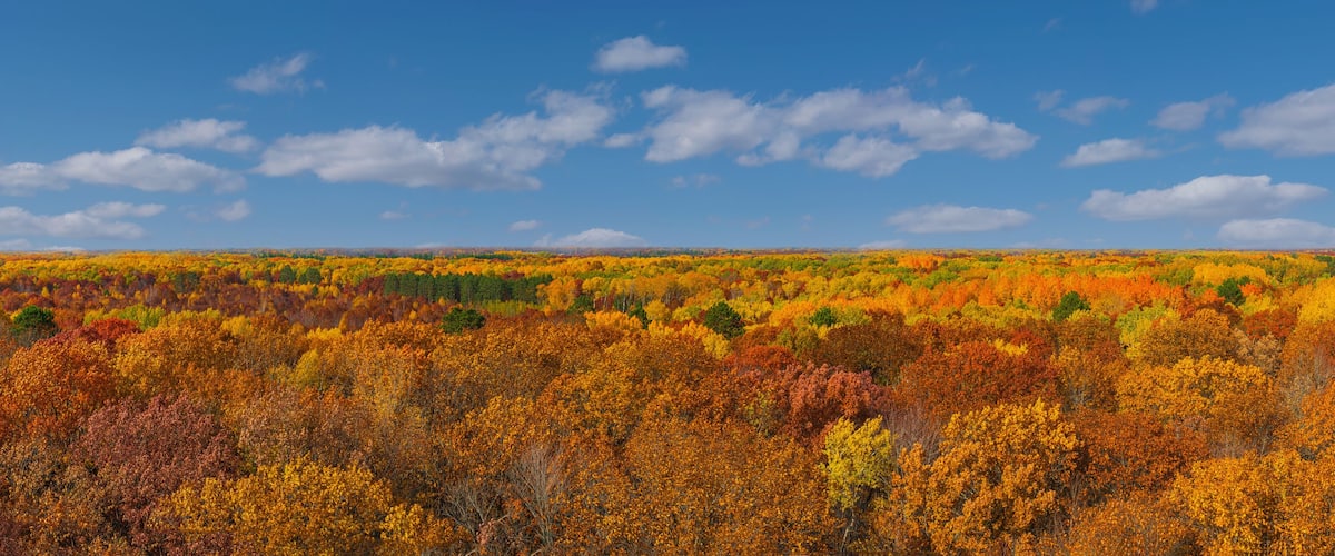 A vast forest with autumn foliage under a clear blue sky.