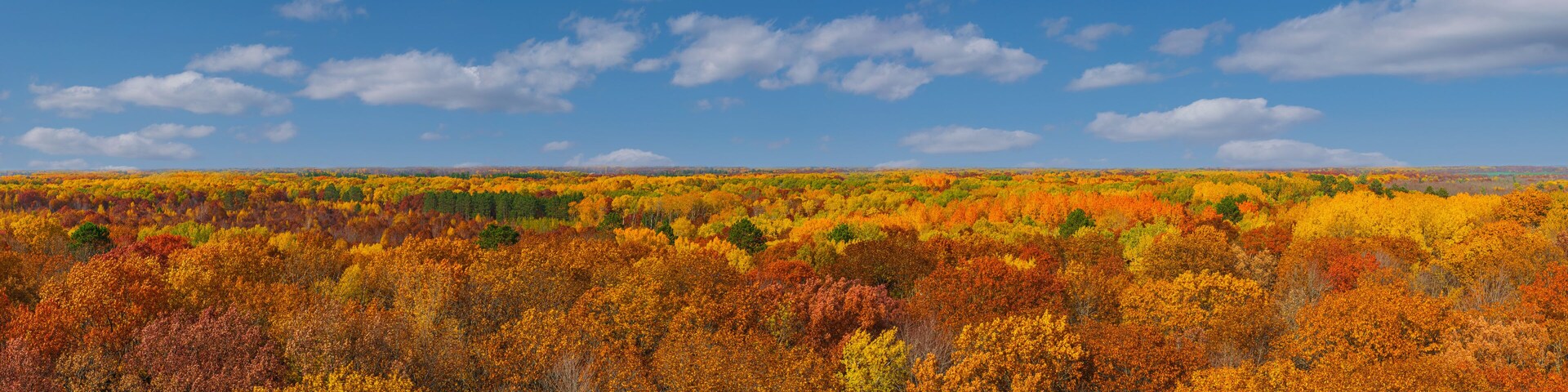 Aerial view from St. Croix state park Minnesota firewatcher tower of Autumn orange, red, yellow trees leaves and blue sky and white clouds panorama