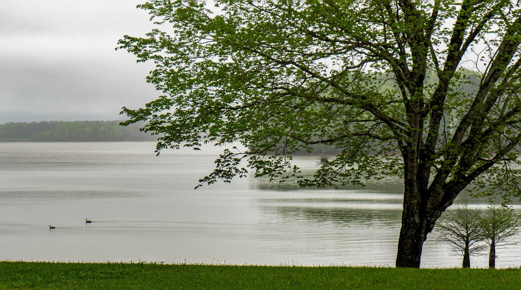 A misty morning scene of the trees, shoreline, and water at Glass Bridge Park on West Point Lake in Georgia with a pair of ducks swimming in the water.