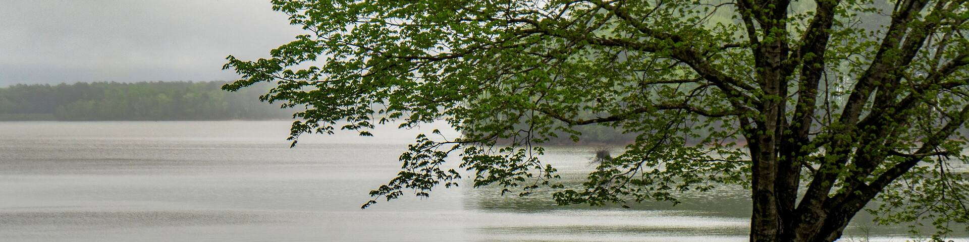 A misty morning scene of the trees, shoreline, and water at Glass Bridge Park on West Point Lake in Georgia with a pair of ducks swimming in the water.
