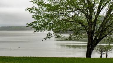 A misty morning scene of the trees, shoreline, and water at Glass Bridge Park on West Point Lake in Georgia with a pair of ducks swimming in the water.